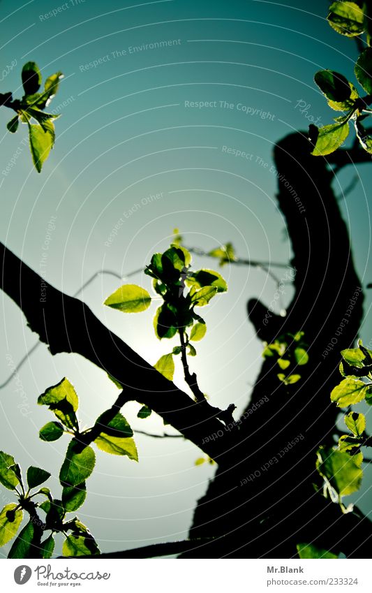 blätter im durchlicht Natur Pflanze Himmel Baum Blatt blau grün schwarz Ast Farbfoto Außenaufnahme Menschenleer Textfreiraum oben Tag Licht Schatten Kontrast