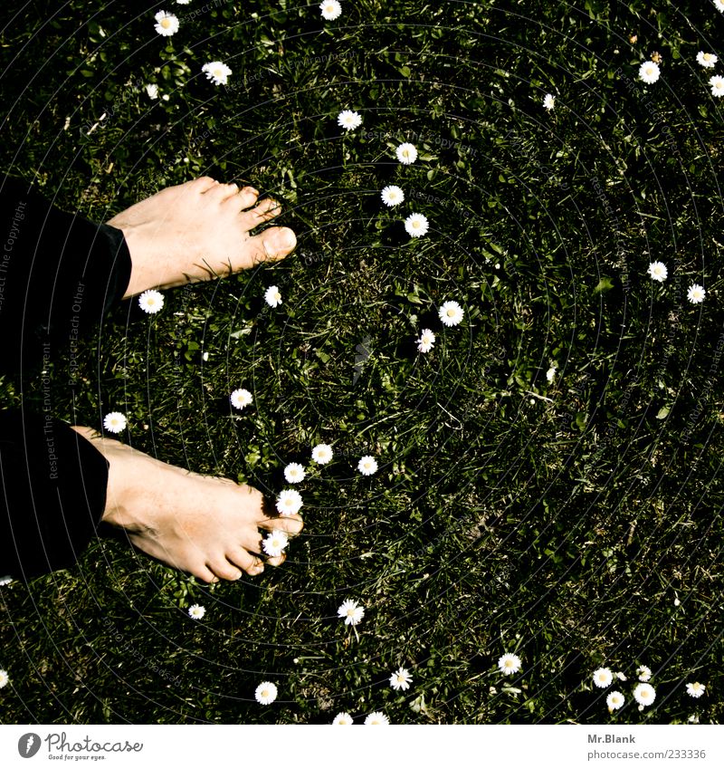 bodenständig Mensch maskulin 1 Natur Pflanze Frühling Blume Gras Blüte Wiese Zufriedenheit Lebensfreude Frühlingsgefühle Fuß Boden Zehen Gänseblümchen Farbfoto