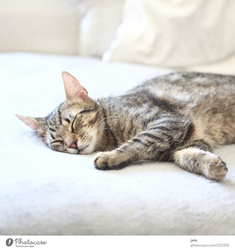 mittagsschlaf Tier Haustier Katze 1 liegen schlafen hell schön grau weiß Farbfoto Innenaufnahme Menschenleer Textfreiraum oben Textfreiraum unten Tag