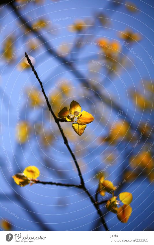 goldene zeiten Natur Frühling Schönes Wetter Blatt frisch glänzend natürlich blau gelb Farbfoto Außenaufnahme Menschenleer Textfreiraum oben Tag