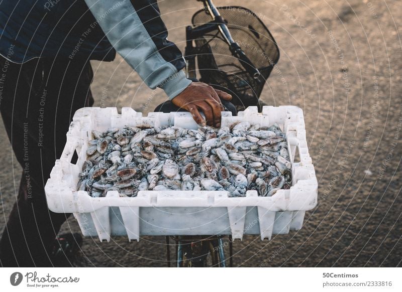 Viel Frischer gehts wohl nicht... Lebensmittel Fisch Meeresfrüchte Sushi Freizeit & Hobby Abenteuer Ferne Fischer Handel Ruhestand maskulin Marokko Dorf