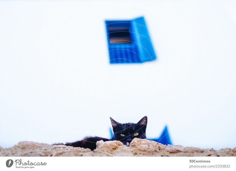 Die versteckte Strassenkatze Katze leere strasse schwarz Menschenleer Gebäude Farbfoto Fassade Fenster blau Tag Außenaufnahme Straße Tierporträt