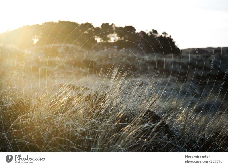 Spiekeroog | Foxifoto harmonisch Natur Landschaft Sonne Sonnenlicht Schönes Wetter Pflanze Wiese Küste glänzend Stimmung Fernweh Einsamkeit exotisch Idylle