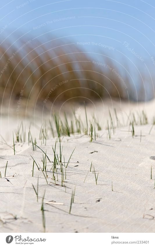 Spiekeroog | ....|.| Strand Umwelt Natur Sand Himmel blau Stranddüne Außenaufnahme Menschenleer Unschärfe Schwache Tiefenschärfe Dünengras Textfreiraum oben