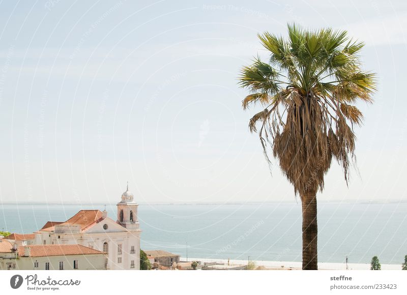 Geschichten von Palmen und Wedeln Wolkenloser Himmel Sommer Schönes Wetter Baum Küste Fluss Tejo Lissabon Portugal Hauptstadt Hafenstadt Altstadt Kirche