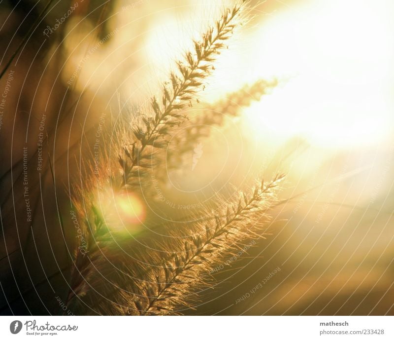 Zittergras Natur Sonne Sonnenlicht Pflanze Wärme weich gold Grasspitze Farbfoto Detailaufnahme Makroaufnahme Menschenleer Abend Licht Reflexion & Spiegelung