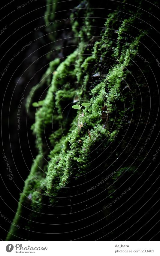kleiner, grüner Zwerg Natur Erde Wasser Pflanze Gras Moos Felsen leuchten Wachstum frisch kalt nass weich schwarz ruhig Leben Mittelpunkt Farbfoto Außenaufnahme