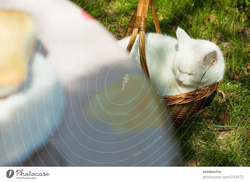 Mimi harmonisch Wohlgefühl Zufriedenheit Erholung ruhig Freizeit & Hobby Häusliches Leben Tier Haustier Katze 1 schlafen sitzen niedlich Hauskatze Korb körbchen