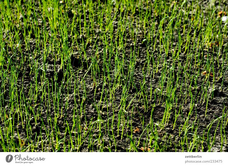 Frisches Gras Natur Pflanze Frühling Klima Grünpflanze Wiese Blühend Wachstum Gefühle Frühlingsgefühle Optimismus Farbfoto Gedeckte Farben Außenaufnahme