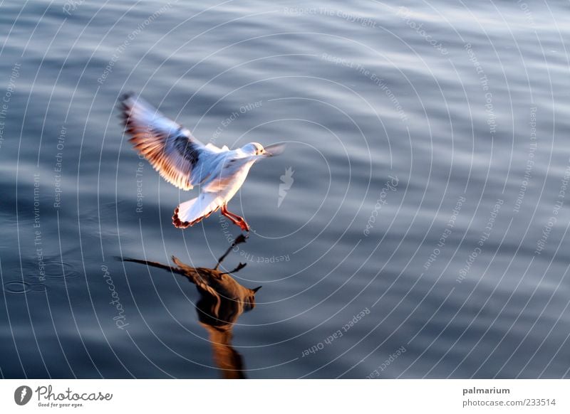 Ich will fliegen! Natur Tier Wasser Sommer Schönes Wetter See Vogel Flügel 1 ästhetisch frei schön natürlich Begeisterung Vertrauen Sicherheit Tierliebe