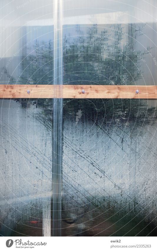 Treibhauseffekt Wasser Wassertropfen Schönes Wetter Pflanze Baum Gewächshaus kondensieren Kondenswasser Holz Glas fest nass Schutz unklar Rätsel Unschärfe