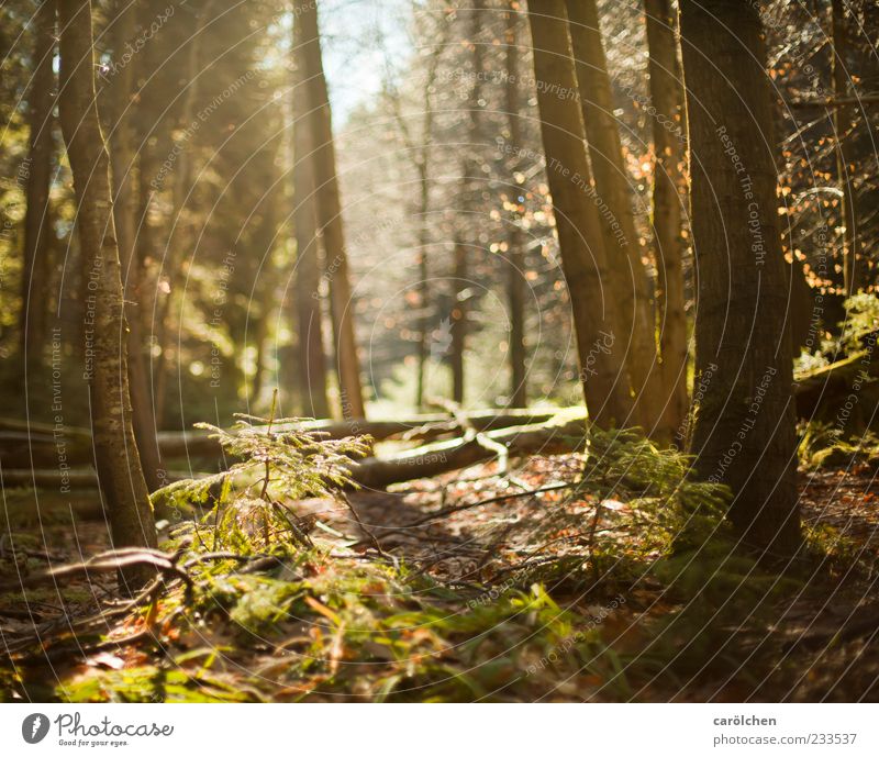 Lichtung Umwelt Natur Landschaft Schönes Wetter Wald braun grün Schwarzwald Waldboden Gegenlicht Lichteinfall Farbfoto Außenaufnahme Menschenleer Tag