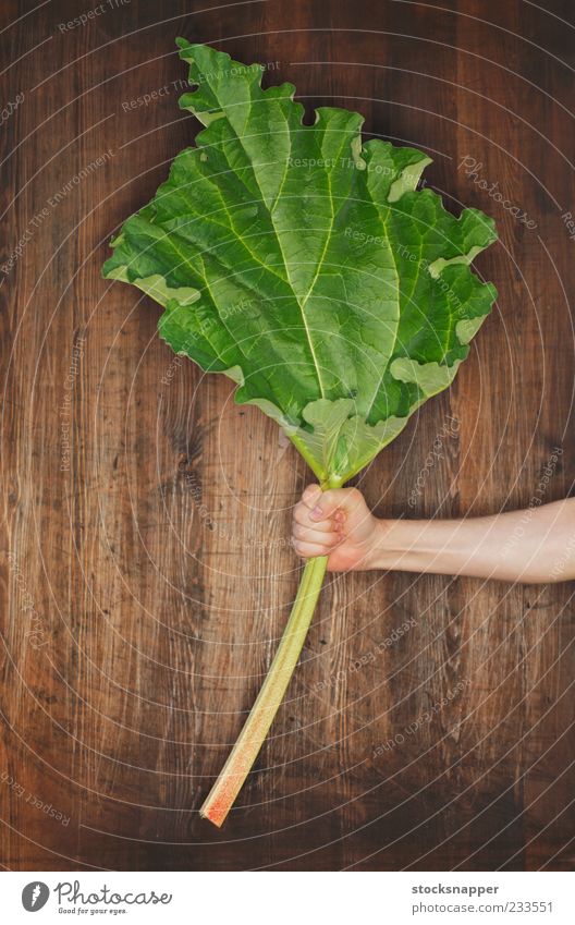 Rhabarber Lebensmittel greifen Griffe Natur grün Teile u. Stücke Blatt Gemüse Beteiligung Hand Objektfotografie