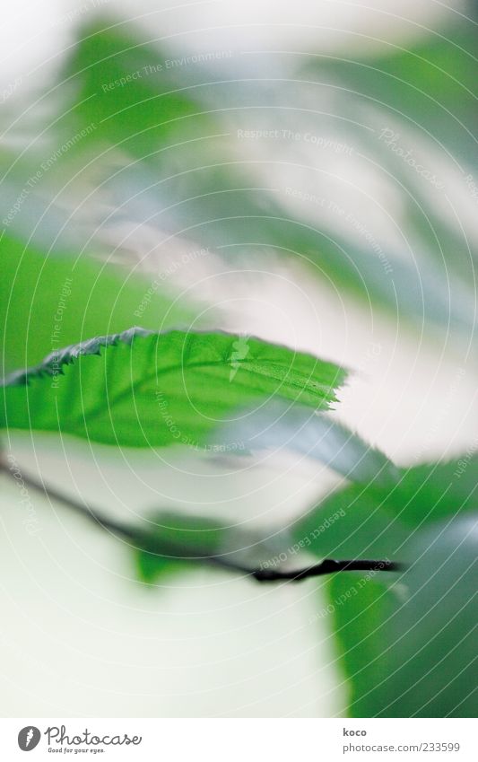 Für Lukow und Edith Natur Frühling Sommer Wind Baum Blatt Grünpflanze Wachstum frisch grün schwarz Bewegung Farbe mehrfarbig Makroaufnahme Menschenleer Tag