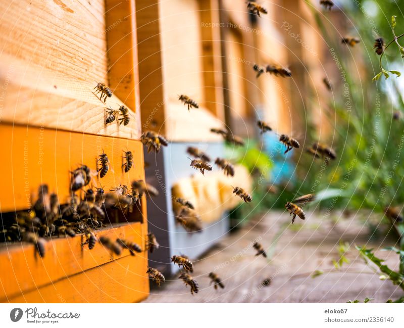 Bienen im Anflug Freizeit & Hobby Natur Tier Nutztier Schwarm fliegen Fressen authentisch außergewöhnlich bedrohlich Coolness Duft gut klug viele braun gelb