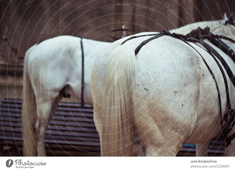 233645 Tier Nutztier Pferd Fell Schwanz Schimmel stehen weiß Hinterteil Zaumzeug Farbfoto Außenaufnahme Menschenleer Schwache Tiefenschärfe Zentralperspektive