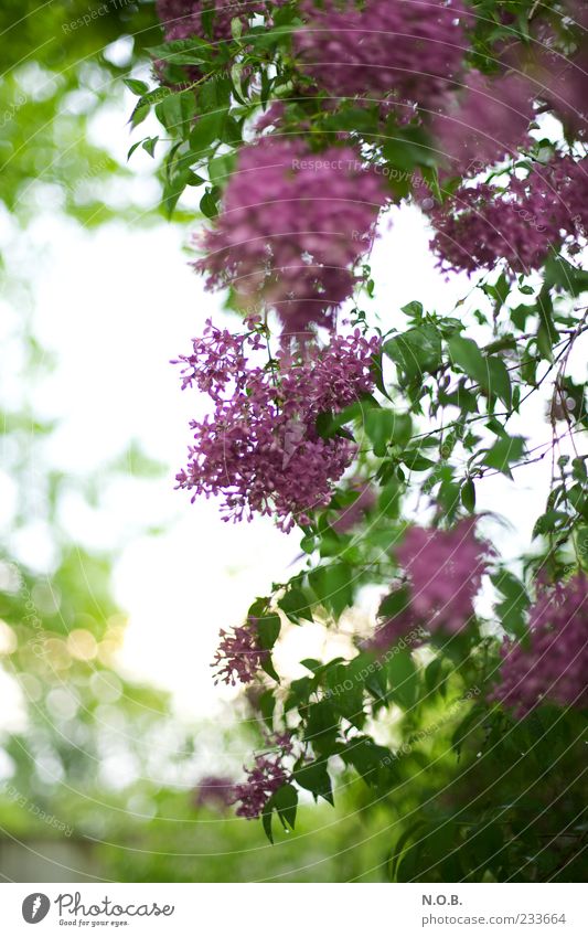 Wieder Flieder Umwelt Natur Pflanze Frühling Fliederbusch ästhetisch violett Farbfoto Außenaufnahme Menschenleer Tag Licht Gegenlicht Schwache Tiefenschärfe