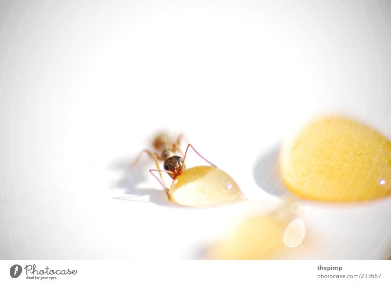 Flüssiges Gold Tier Ameise 1 Tropfen genießen braun gelb gold weiß Leben Farbfoto Detailaufnahme Makroaufnahme Textfreiraum oben Tierporträt Honig süß lecker