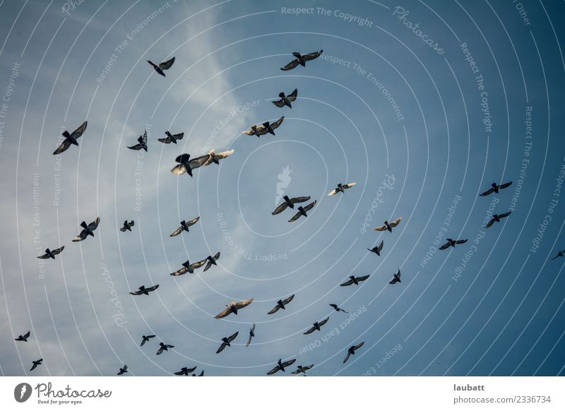 Vögel fliegen Natur Tier Himmel nur Himmel Klimawandel Wetter Wildtier Vogel Taube Flügel Tiergruppe Schwarm Abenteuer Bewegung Freiheit Frieden Horizont