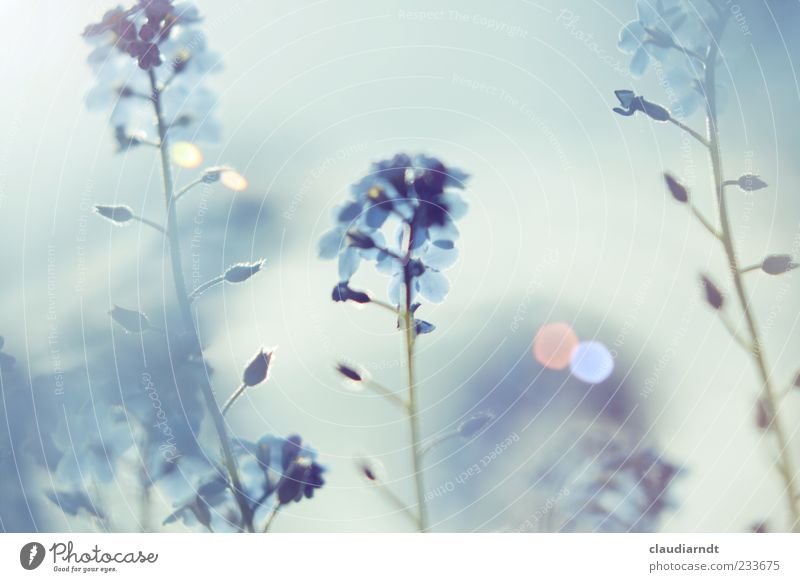 Traum Natur Pflanze Frühling Schönes Wetter Blume Blüte Vergißmeinnicht Garten schön blau träumen Pastellton Blendenfleck Unschärfe Nebel Gedeckte Farben
