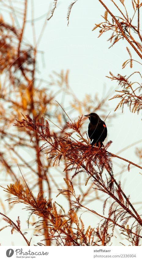 Rotflügel-Ameisenvogel Agelaius phoeniceus Natur Tier Baum Wald Wildtier Vogel 1 Holz braun rot schwarz Rotflügelstärling Amsel Sperlingsvögel Neapel Florida