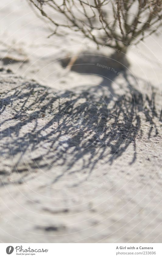 Spiekeroog l dry Strand Umwelt Natur Pflanze Sand Sommer Schönes Wetter Wüste Wachstum außergewöhnlich trocken Dürre Textfreiraum unten Schatten Kontrast