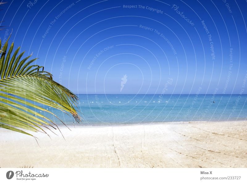 Textfreiraum Wellness Erholung ruhig Ferne Sommer Strand Meer Insel Natur Wasser Himmel Wolkenloser Himmel Klima Schönes Wetter exotisch blau Palme Palmenwedel
