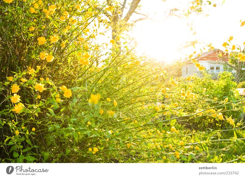 Ranunkel Natur Pflanze Frühling Klima Wetter Schönes Wetter Blüte Blühend Schrebergarten Zweig Ranunculus asiaticus Nachbar Gartenzaun Sträucher Farbfoto