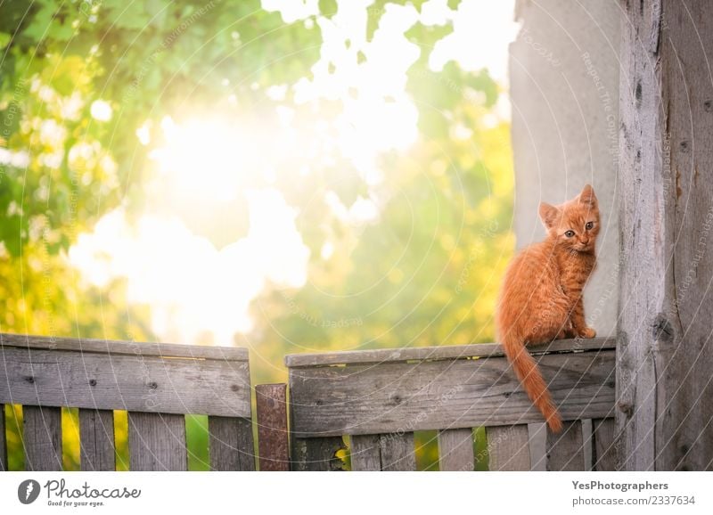 Orangefarbenes Kätzchen auf einem rustikalen Zaun schön Sommer Sonne Natur Landschaft Schönes Wetter Baum Blatt Dorf Haustier Katze klein lustig natürlich