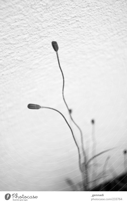 Tristes Dasein Umwelt Pflanze Blume Wachstum verblüht zuende grau trist hell Schwarzweißfoto Außenaufnahme Detailaufnahme Menschenleer Hintergrund neutral Tag