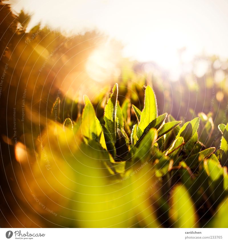 golden Natur Pflanze Blatt Grünpflanze gelb grün Licht Farbfoto mehrfarbig Außenaufnahme Detailaufnahme Abend Reflexion & Spiegelung Lichterscheinung