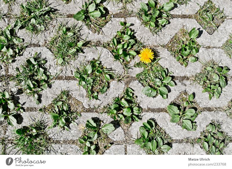 Straßenblümchen Pflanze Blume Löwenzahn gelb grau grün Toleranz Farbfoto Außenaufnahme Menschenleer Textfreiraum links Textfreiraum unten Tag Kontrast