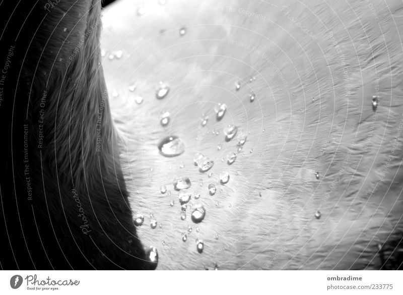 Wassertropfen Natur Tier Schwan 1 Wasserblase abstrakt außergewöhnlich Schwarzweißfoto Außenaufnahme Detailaufnahme Makroaufnahme Schatten Kontrast Sonnenlicht