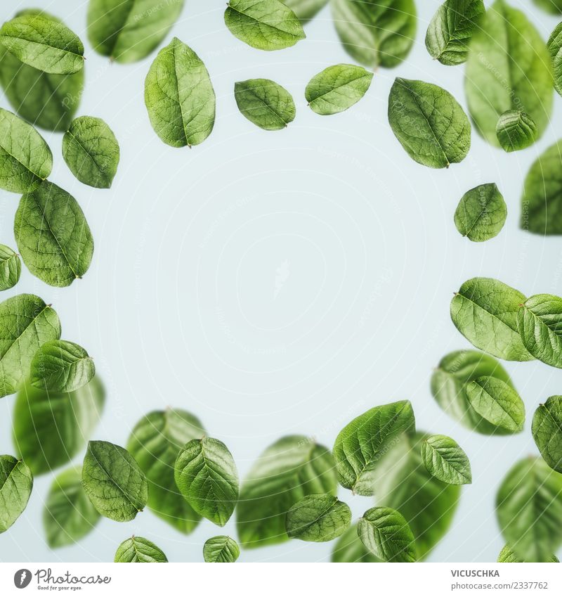 Fallende grüne Blätter , Rahmen Stil Design Leben Sommer Natur Pflanze Frühling Blatt Ornament Hintergrundbild Entwurf Schweben mint Teepflanze ökologisch