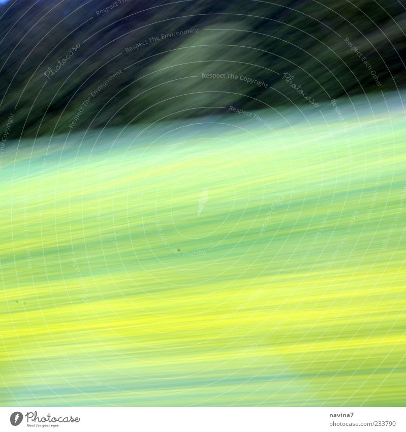 schnelll Natur Landschaft Pflanze Frühling Baum Gras Wiese Wald Blühend hell gelb grün Farbfoto Außenaufnahme Menschenleer Textfreiraum oben Textfreiraum unten