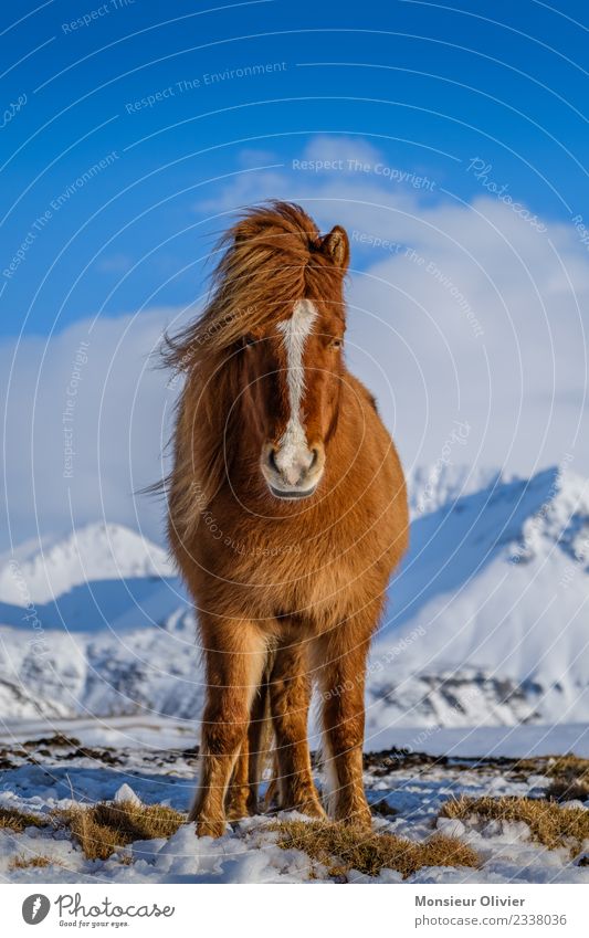 Island Pony Pferd Ponys Island Ponys 1 Tier braun weiß Tierporträt Farbfoto Außenaufnahme Tag