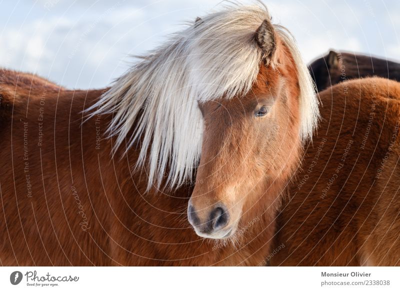 Island Pony Pferd Ponys Island Ponys 1 Tier braun weiß Porträt Farbfoto Außenaufnahme Tag Tierporträt