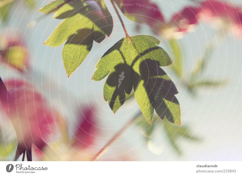Lamprocapnos Natur Pflanze Schönes Wetter Blume Blatt Blüte Tränendes Herz grün rosa Unschärfe Farbfoto Detailaufnahme Menschenleer Textfreiraum rechts Tag