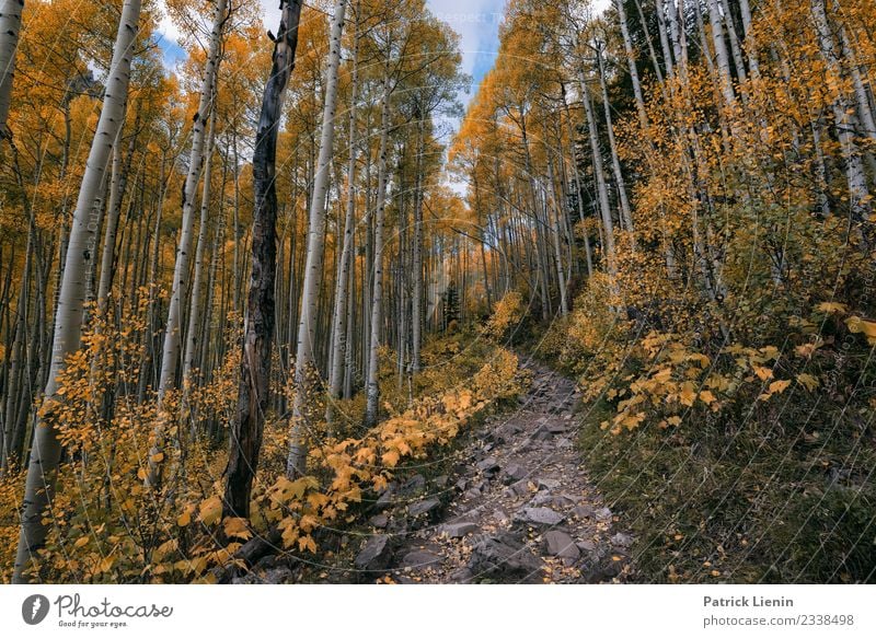 Aspenwald Ferien & Urlaub & Reisen Umwelt Natur Landschaft Urelemente Herbst Klimawandel Wetter Schönes Wetter Pflanze Baum Wald wandern Stimmung Zufriedenheit
