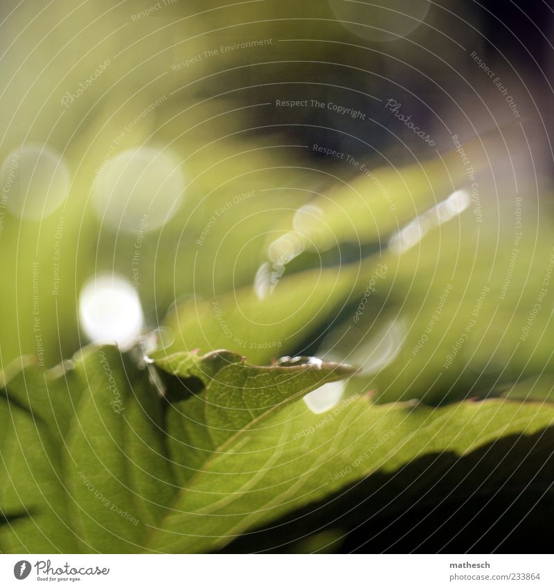 Raupenparadies (free lensing) Natur Pflanze Efeu Blatt saftig grün Blattadern Farbfoto Außenaufnahme Experiment Menschenleer Tag Licht Reflexion & Spiegelung
