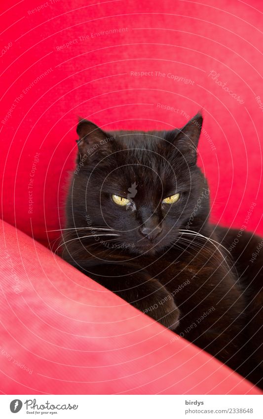 Queen Mona Lifestyle Häusliches Leben Sofa Katze 1 Tier beobachten glänzend liegen Blick ästhetisch authentisch Coolness elegant schön gelb rot schwarz
