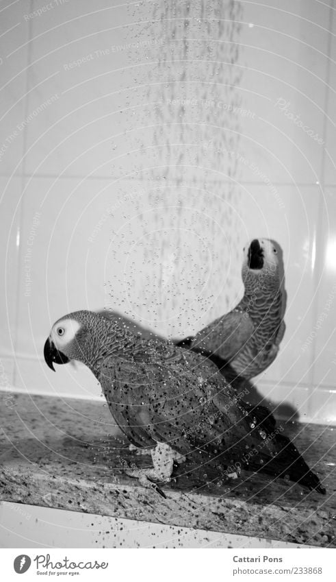 Papageiendusche Tier Haustier Vogel Papageienvogel 2 Tierpaar Tierfamilie Schwimmen & Baden Sauberkeit Wassertropfen Unter der Dusche (Aktivität) gefiedert