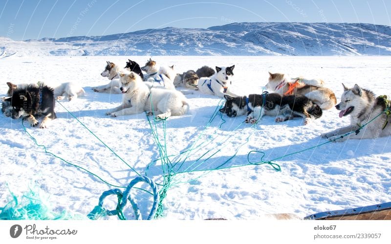 Hundegespann vor einem Hundeschlitten nach einer Schlittenfahrt Ausflug Abenteuer Ferne Expedition Tier Haustier Nutztier Tiergruppe fahren Fitness warten kalt