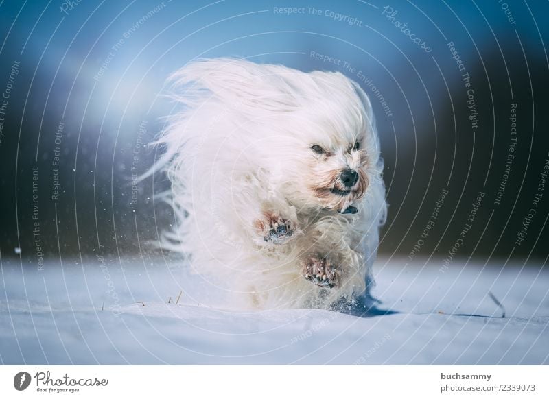 Havaneser tobt im Schnee Winter Tier Fell langhaarig Haustier Hund toben Geschwindigkeit weiß Jung Malteser Sonnenschein Säugetier Aktion havaneser Farbfoto