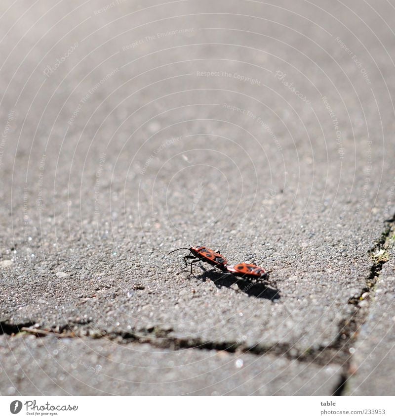zu dir oder zu mir . . . Natur Tier Sommer Schönes Wetter Wildtier Käfer Insekt Feuerwanze 2 Tierpaar Stein Beton Brunft berühren Bewegung krabbeln laufen grau