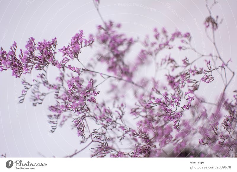 Detail der rosa Blumen Natur Pflanze Frühling Sommer Blüte Duft leuchten Liebe authentisch elegant Glück natürlich niedlich Originalität positiv feminin violett