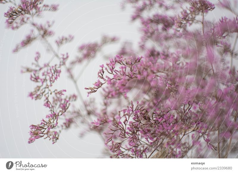 Vintage-Blume Natur Pflanze Duft frei rosa Lebensfreude Frühlingsgefühle Leidenschaft Menschenleer Morgen Unschärfe
