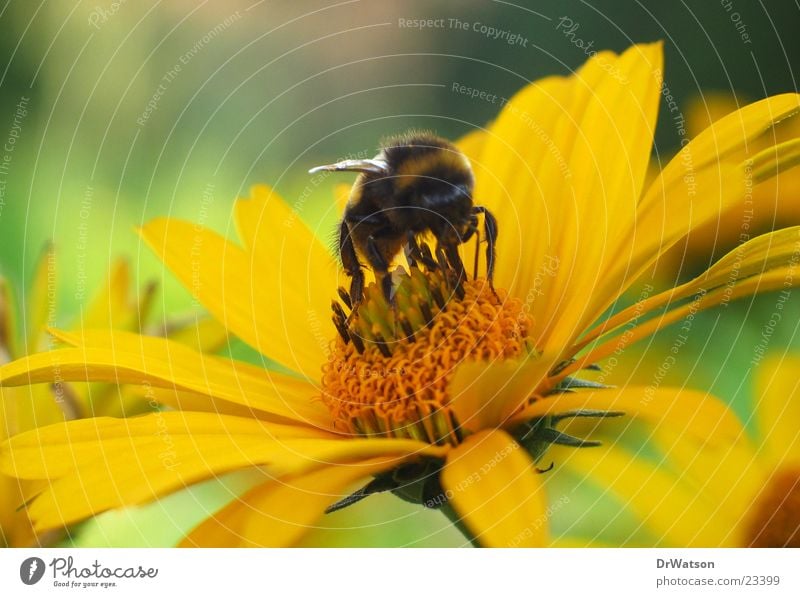 Hummel auf Bluete Biene Blüte Makroaufnahme Staubfäden Insekt Blume Honig Nektar