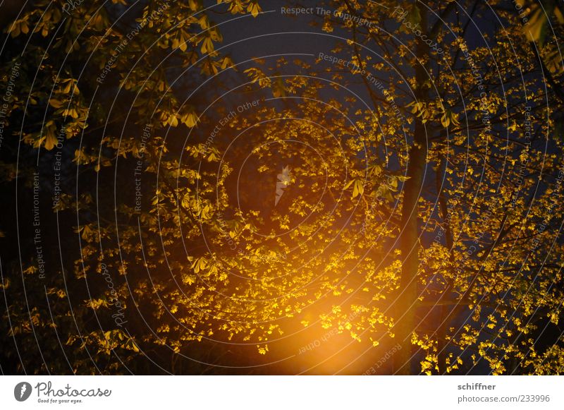 Erleuchtung Natur Pflanze Baum Blatt Wald leuchten Blätterdach Kastanienbaum erleuchten scheinend Erkenntnis Lichterscheinung Lichtspiel Lichtschein