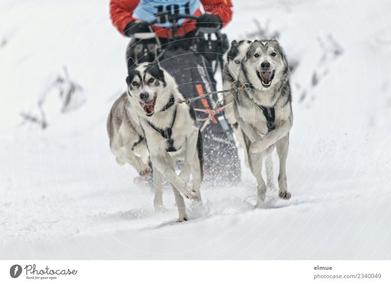 *500* Schlittenhundegespann frontal Winter Schnee Hund Husky Schlittenhundrennen 4 Tier Rudel sportlich Zusammensein Geschwindigkeit Freude Lebensfreude Kraft